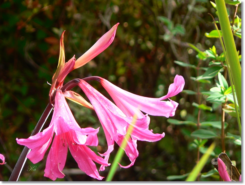 flowers 09-04-13 341.jpg