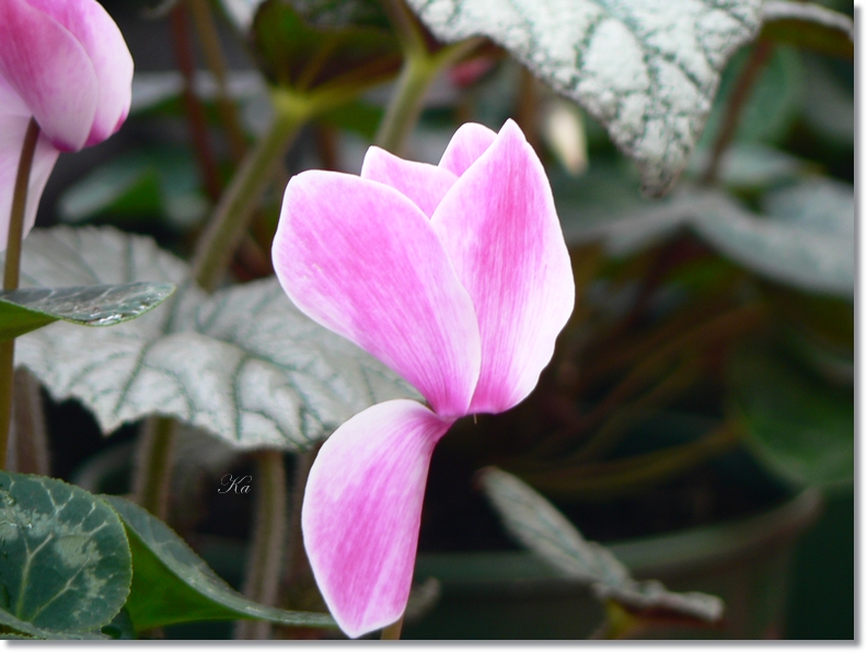 flowers 09-04-13 128.jpg