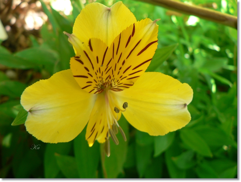 flowers 09-04-13 309.jpg