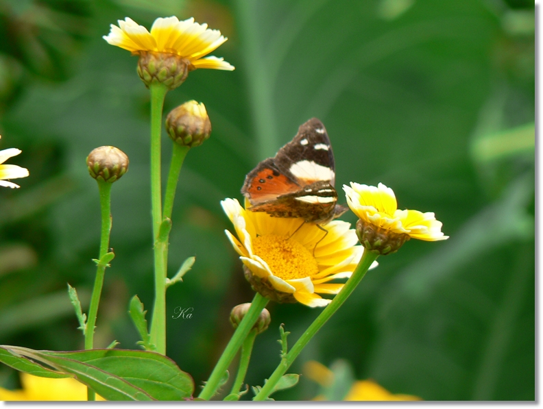 flowers 24-03-13 249.jpg