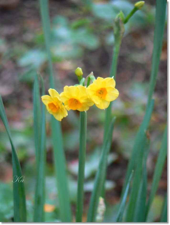 flowers 18-04-13 131.jpg