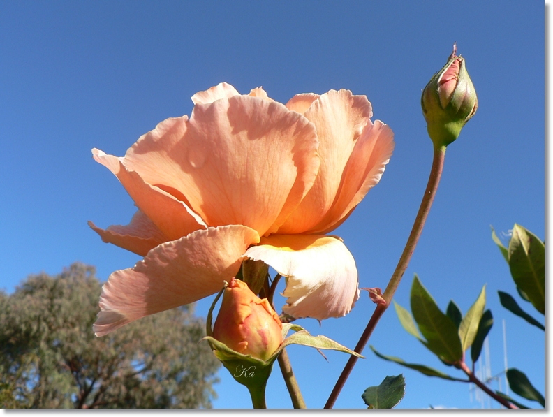 flowers 09-04-13 273.jpg