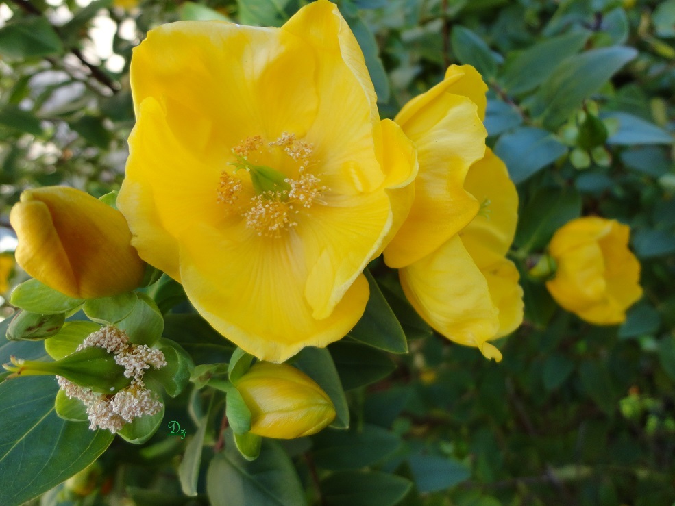 DSC05714-dz-1.jpg