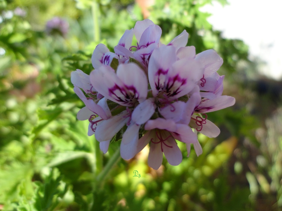 DSC05722-dz-d.jpg