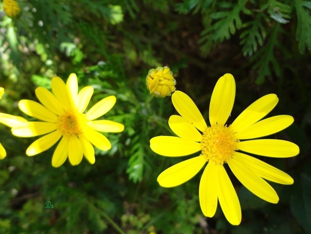 DSC05735-dz-1.jpg