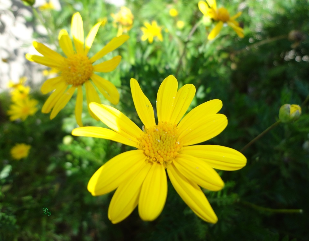 DSC05732-dz-1.jpg