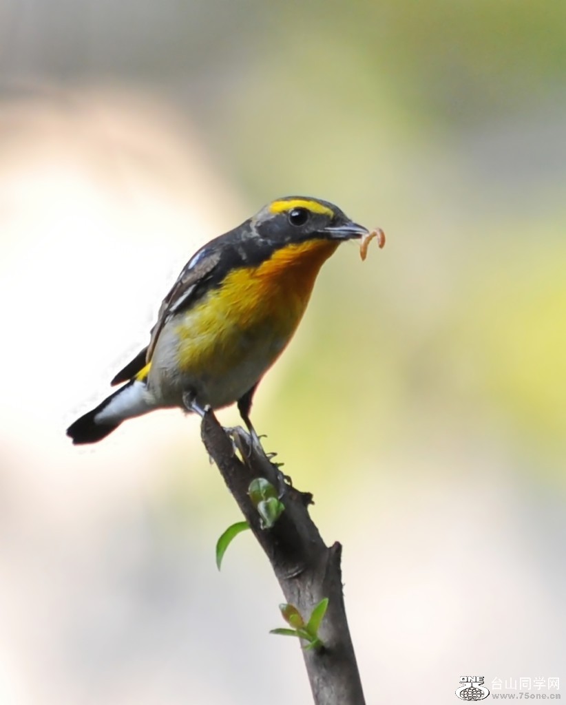 ��Ƭ 75411_����.jpg