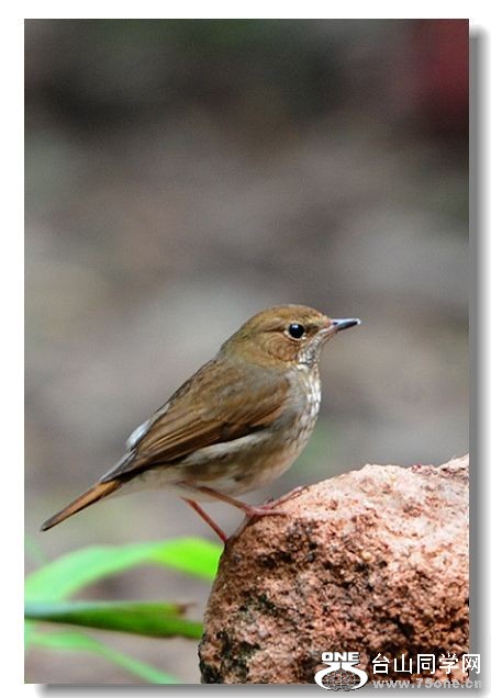 ���� 232.jpg