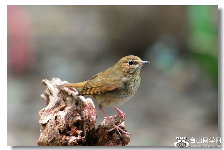 ���� 215.jpg