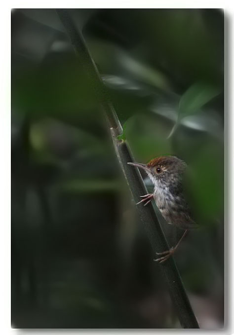 ��ʯ���� 072(1).jpg