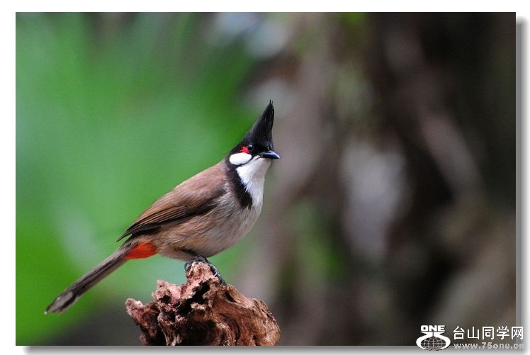 ���� 258(1).jpg