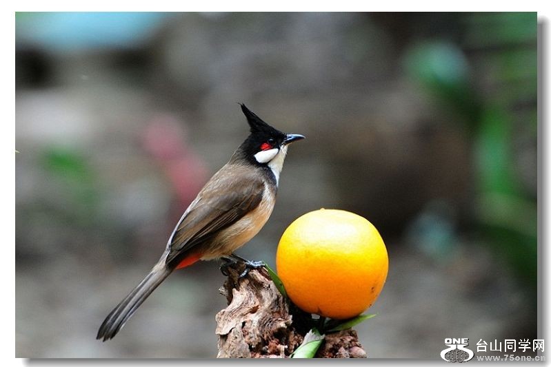 ���� 219(1).jpg