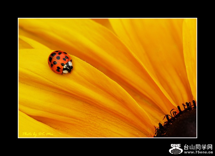 Lady Bug S.jpg