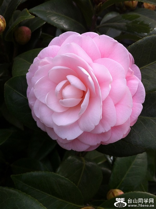psb (9).jpg
