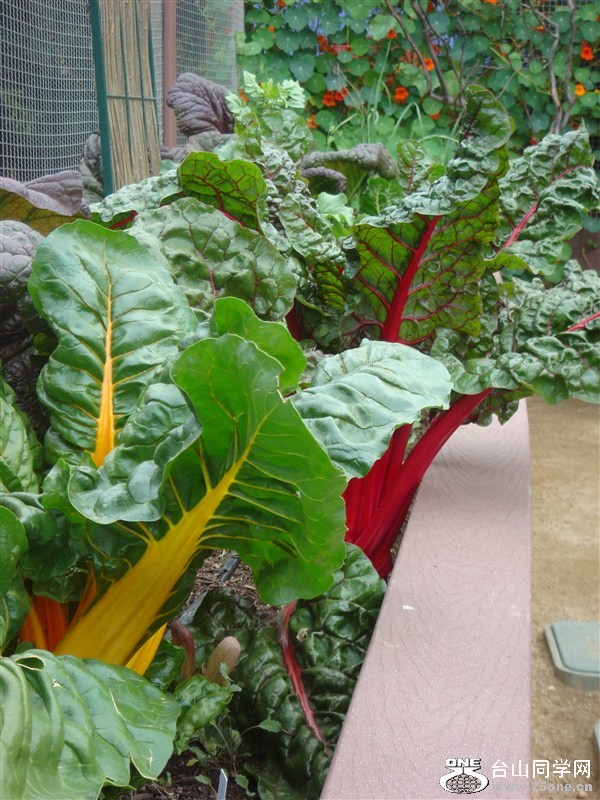 psb106.jpg