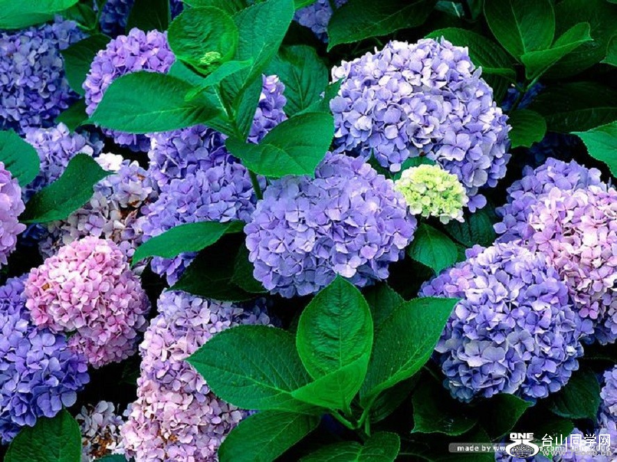 [wallcoo]_hydrangea_picture_0162973.jpg