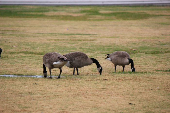 Canon&#39;s T2i 129.JPG