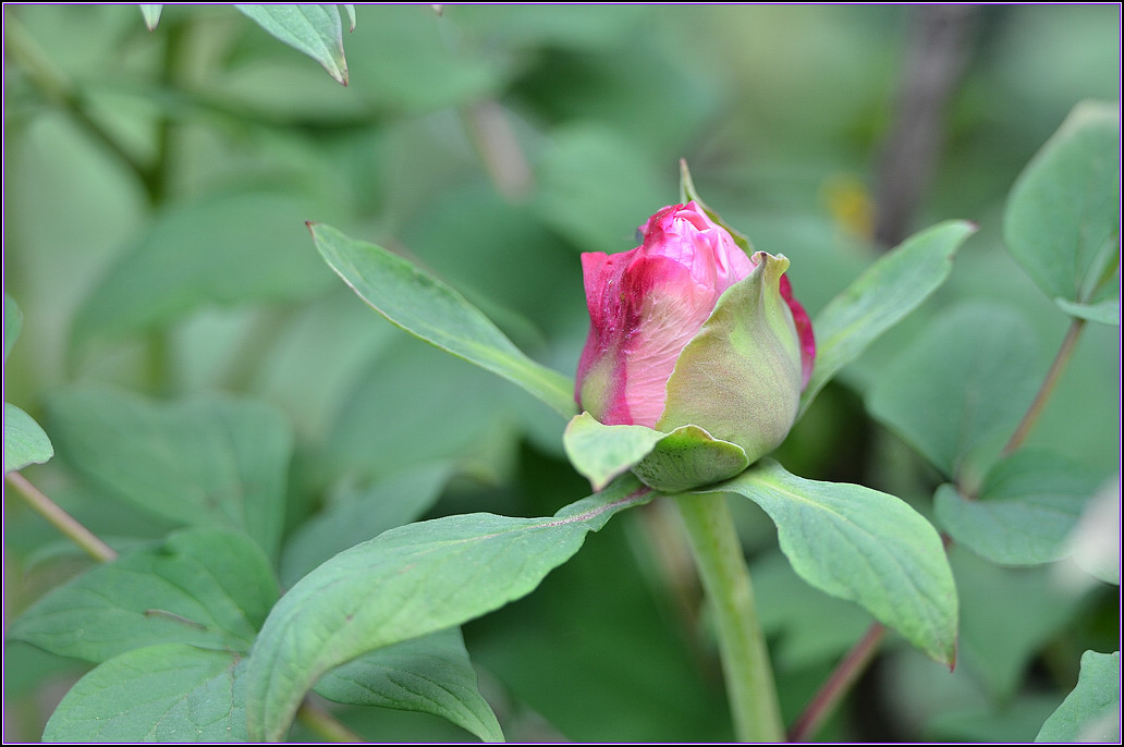DSC_1136.jpg