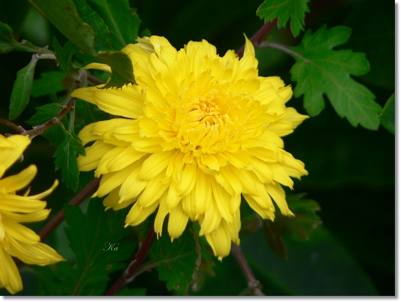 flowers 17-05-13 092.jpg