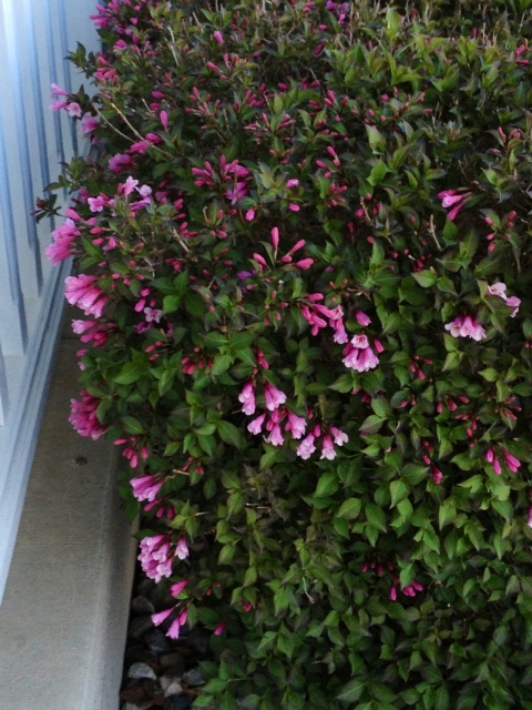 flower7.jpg