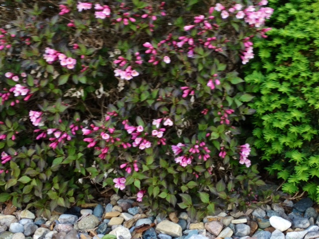 flower8.jpg