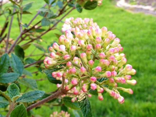 flower2.jpg