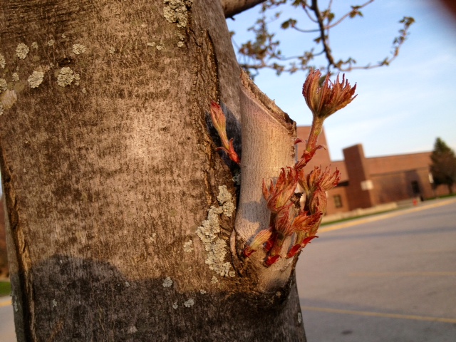 tree5.JPG