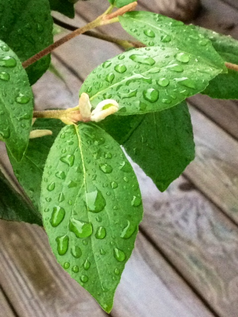 flower12.jpg