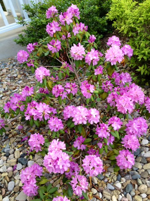 flower9.jpg