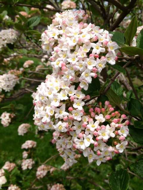 flower4.jpg