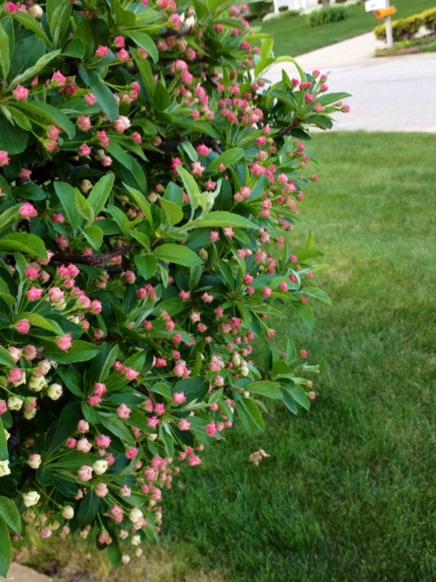 flower5.jpg