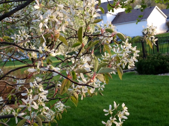 flower3.jpg