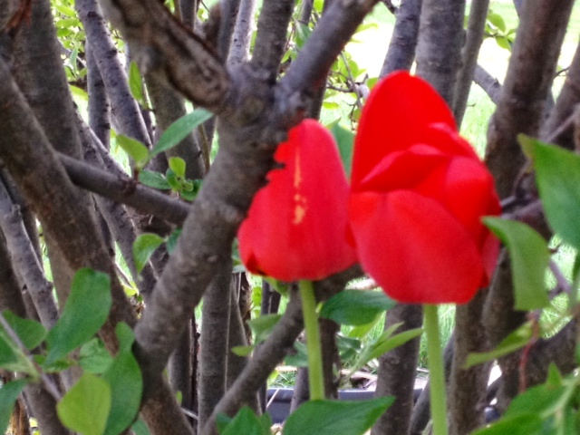 flower.jpg