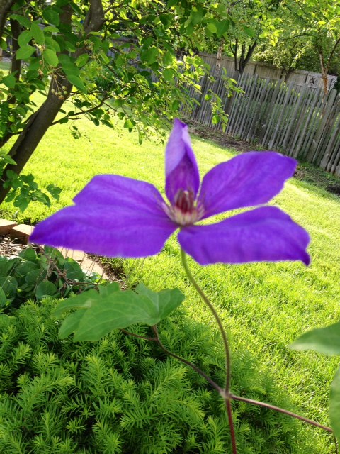 flower11.jpg