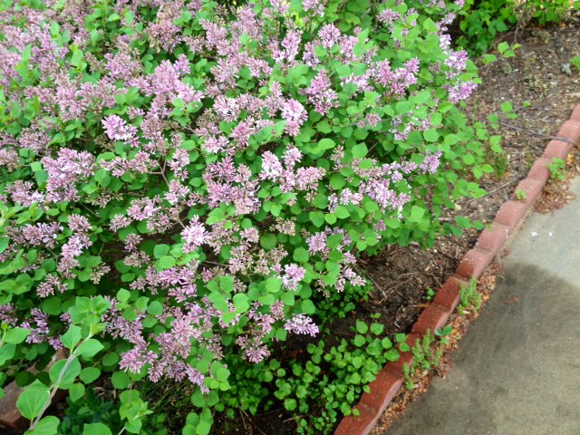 flower6.jpg