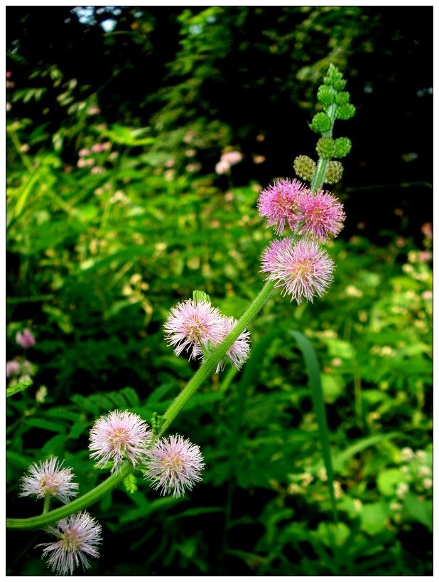 DSC05581_conew1.jpg