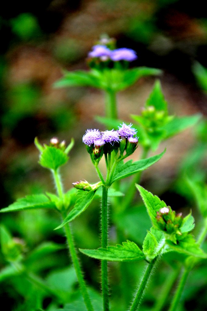 DSC_0730.JPG