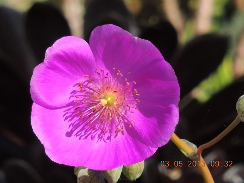 flower 043_.jpg