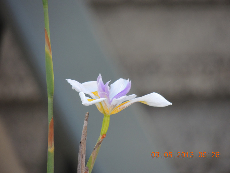 flower 027_.jpg