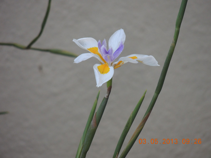 flower 030_.jpg