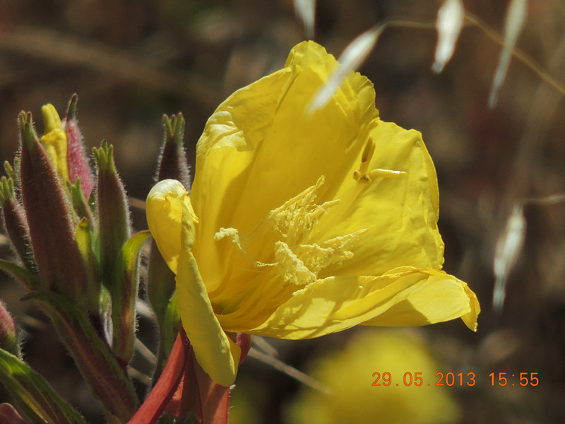 flower 433_.jpg