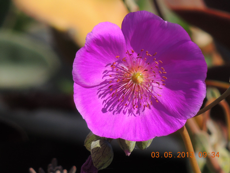 flower 053_.jpg