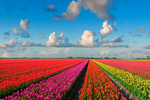 7. Tulip Field_Holland.jpg