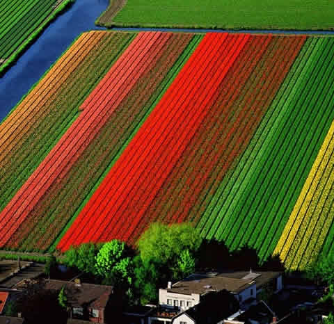 Tulip Fields (2).jpg