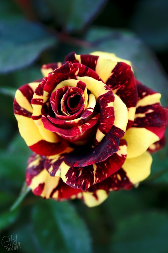 Red and Yellow Rose.jpg