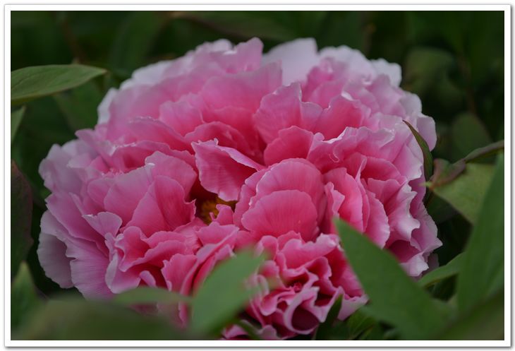 nEO_IMG_DSC_3416.jpg