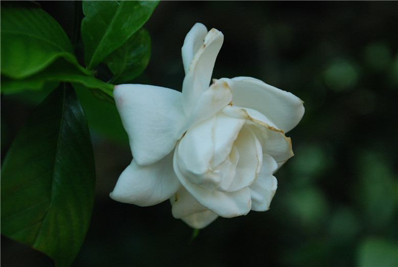 DSC_0277.jpg