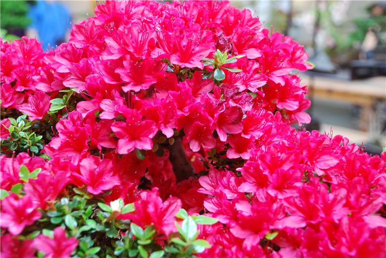 DSC_0323.jpg