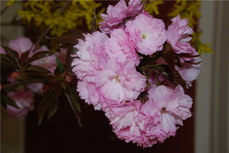 DSC_0406.jpg
