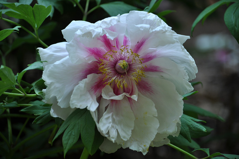 DSC_0103_.jpg